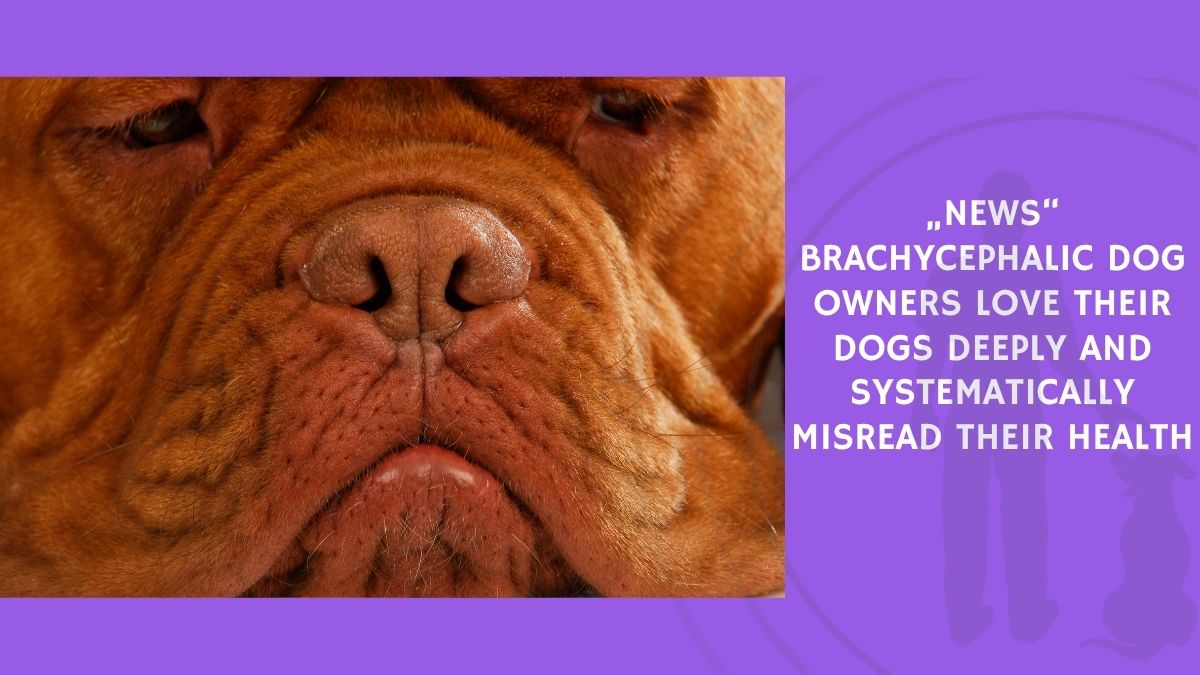 Brachycephalic Dog Owners Love Their Dogs Deeply and Systematically Misread Their Health