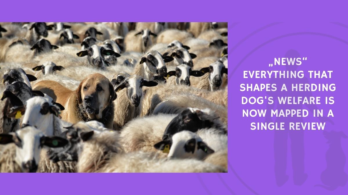 Everything That Shapes a Herding Dog's Welfare Is Now Mapped in a Single Review