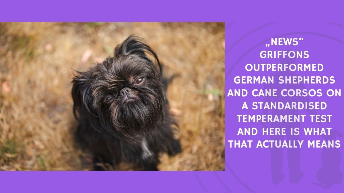 Griffons Outperformed German Shepherds and Cane Corsos on a Standardised Temperament Test and Here Is What That Actually Means