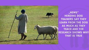 Herding Dog Trainers Say They Learn From the Dog as Much as They Teach and the Research Shows Why That Is True