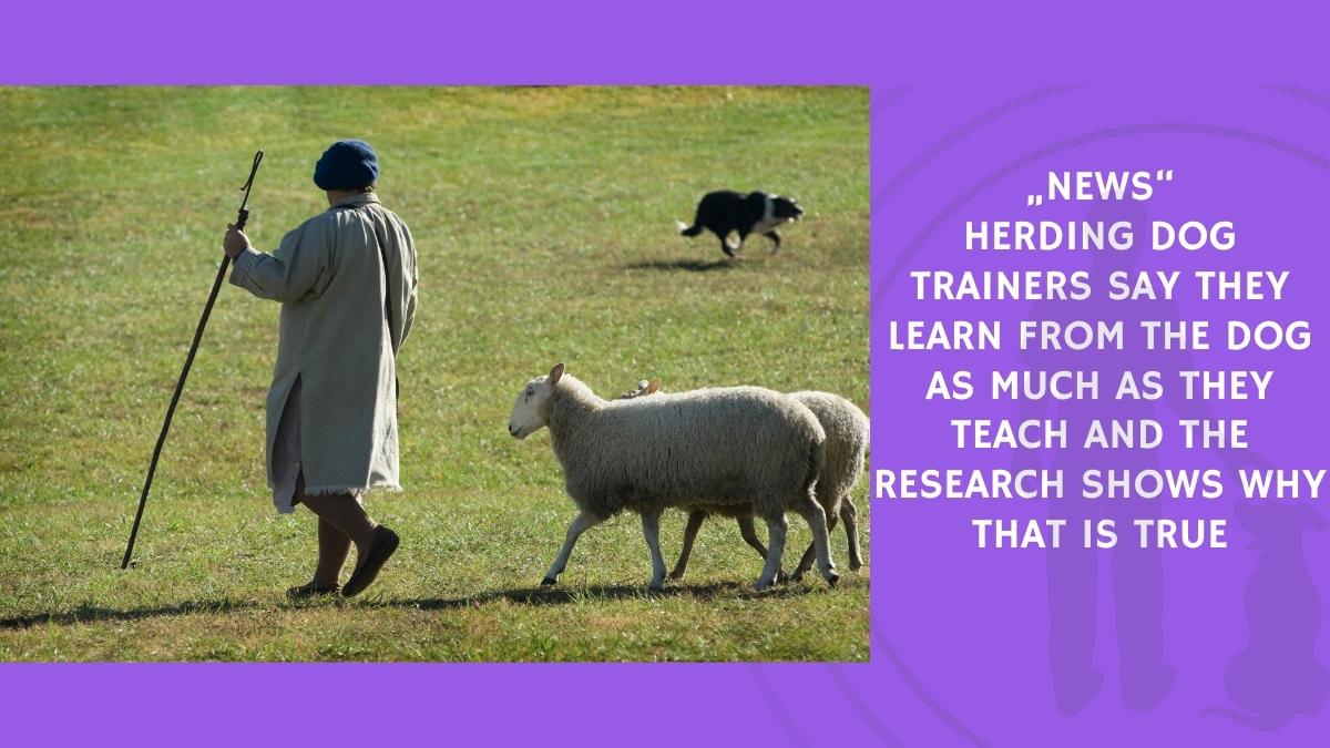 Herding Dog Trainers Say They Learn From the Dog as Much as They Teach and the Research Shows Why That Is True