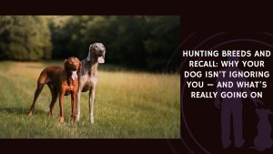 Hunting Breeds and Recall Why Your Dog Isn't Ignoring You — and What's Really Going On