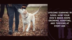 Lifelong Learning in Dogs How Your Dog's Brain Keeps Growing, Adapting, and Thriving at Every Age
