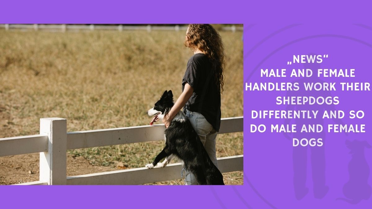 Male and Female Handlers Work Their Sheepdogs Differently and So Do Male and Female Dogs