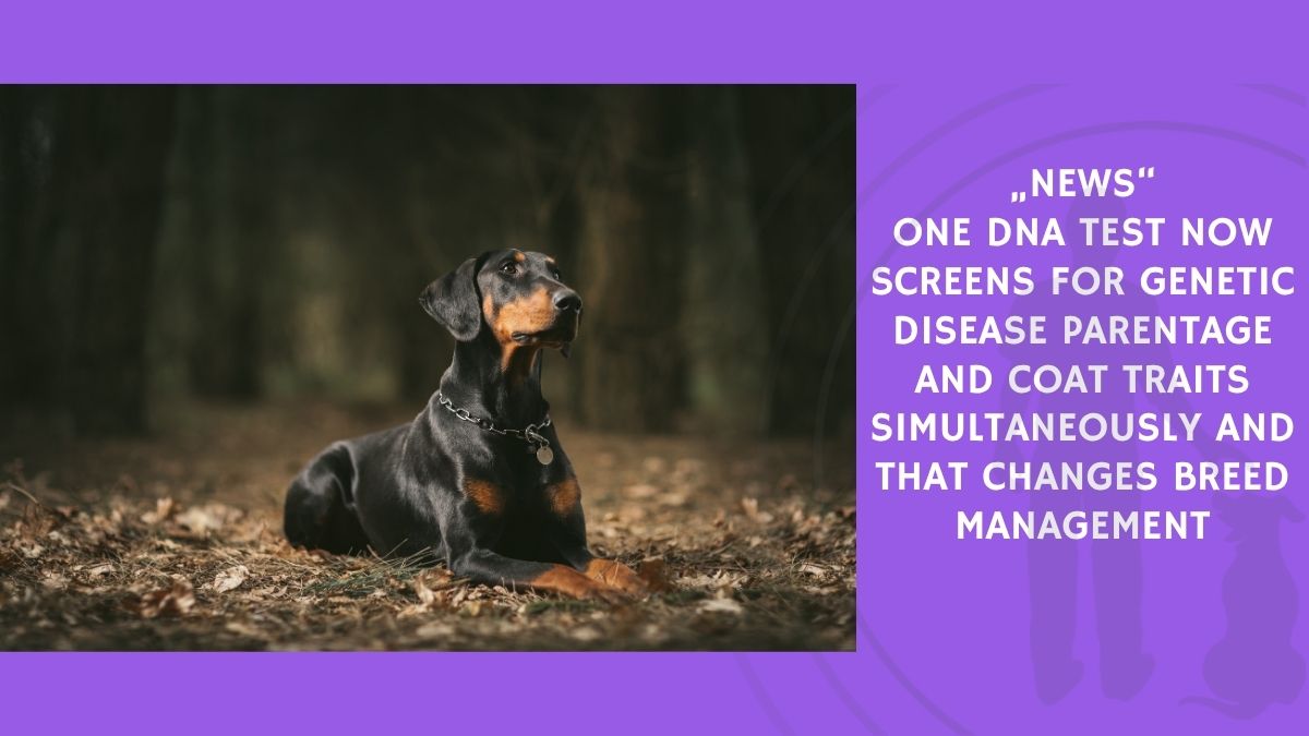 One DNA Test Now Screens for Genetic Disease Parentage and Coat Traits Simultaneously and That Changes Breed Management