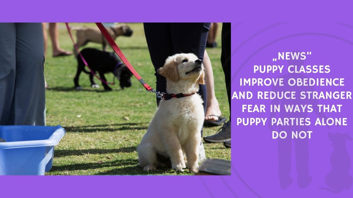 Puppy Classes Improve Obedience and Reduce Stranger Fear in Ways That Puppy Parties Alone Do Not