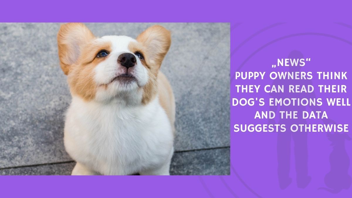 Puppy Owners Think They Can Read Their Dog's Emotions Well and the Data Suggests Otherwise
