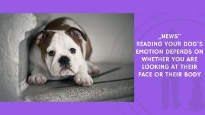 Reading Your Dog's Emotion Depends on Whether You Are Looking at Their Face or Their Body