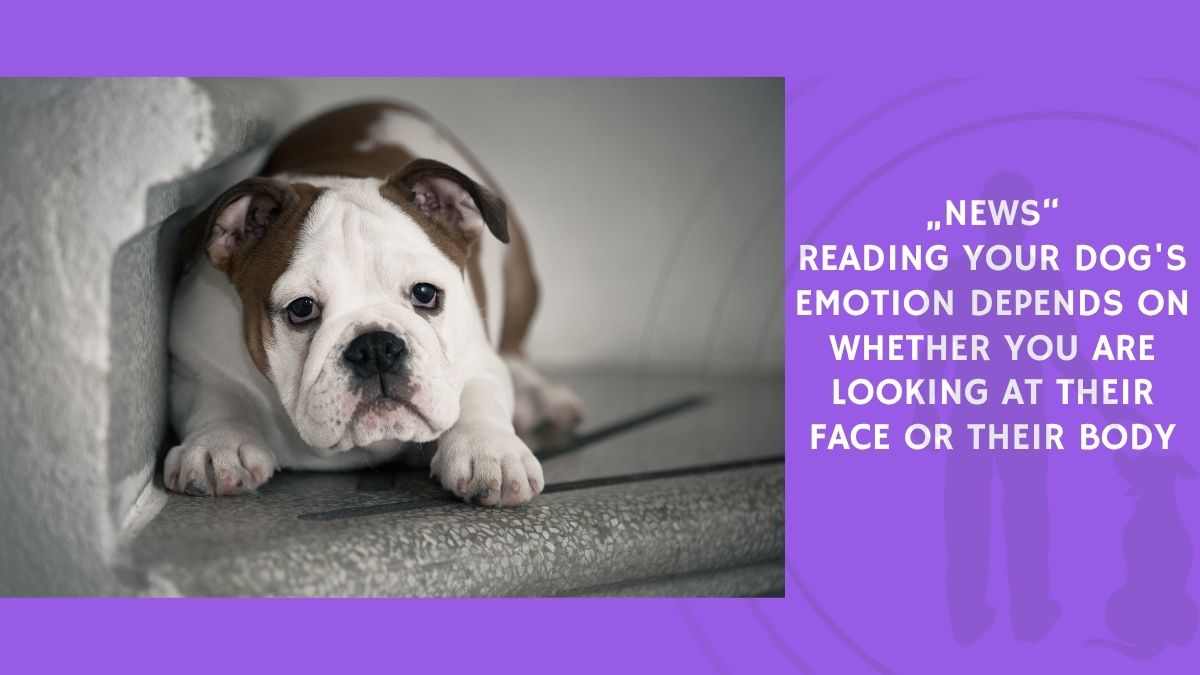 Reading Your Dog's Emotion Depends on Whether You Are Looking at Their Face or Their Body
