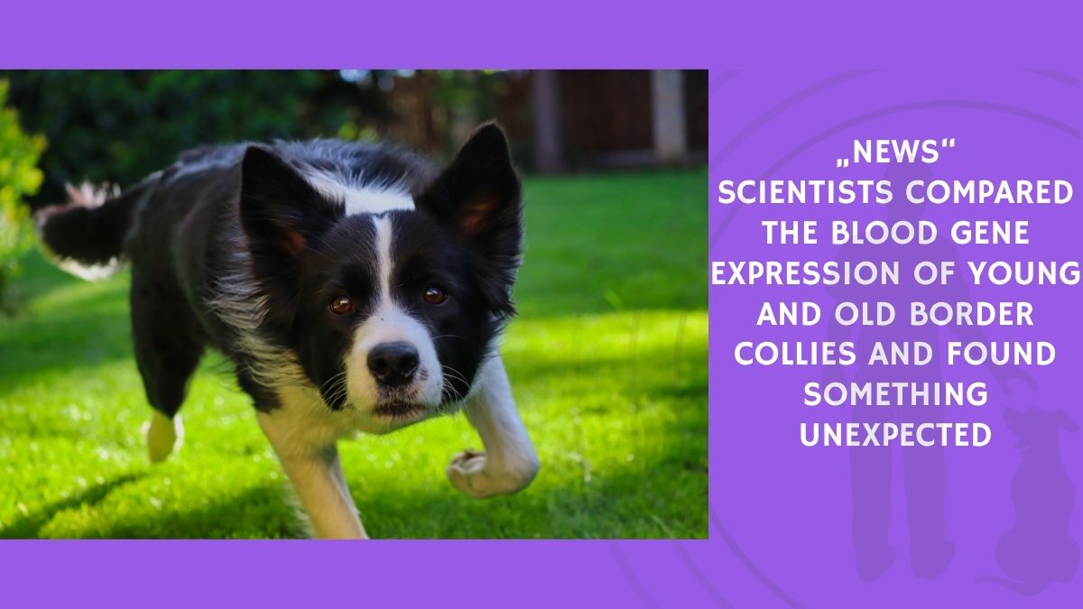 Scientists Compared the Blood Gene Expression of Young and Old Border Collies and Found Something Unexpected