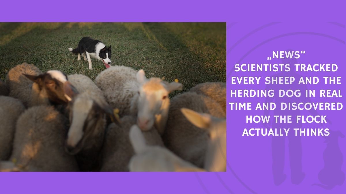 Scientists Tracked Every Sheep and the Herding Dog in Real Time and Discovered How the Flock Actually Thinks