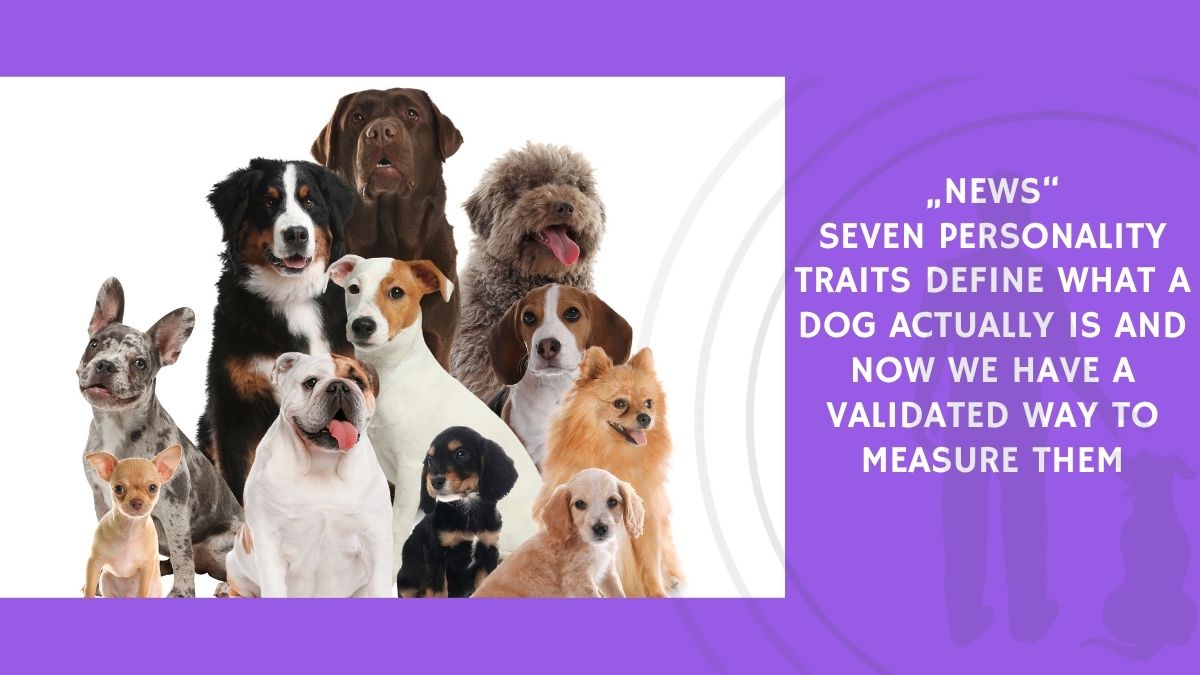 Seven Personality Traits Define What a Dog Actually Is and Now We Have a Validated Way to Measure Them