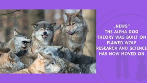 The Alpha Dog Theory Was Built on Flawed Wolf Research and Science Has Now Moved On