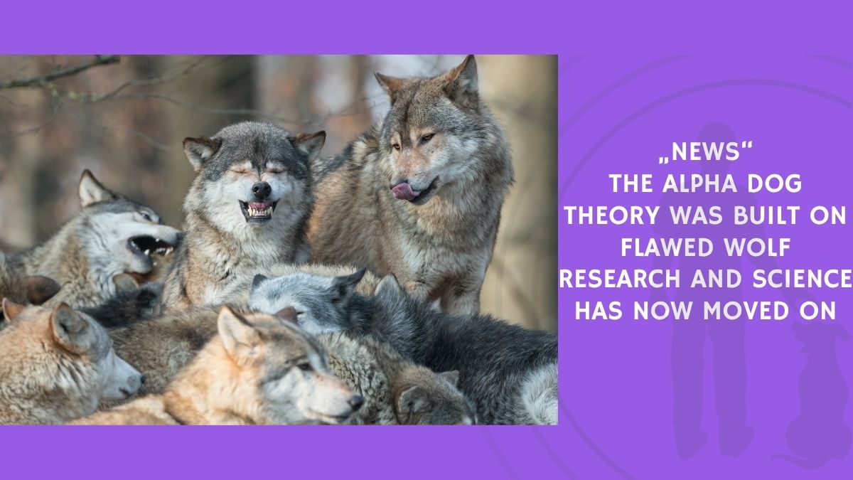 The Alpha Dog Theory Was Built on Flawed Wolf Research and Science Has Now Moved On
