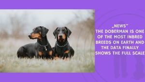 The Doberman Is One of the Most Inbred Breeds on Earth and the Data Finally Shows the Full Scale