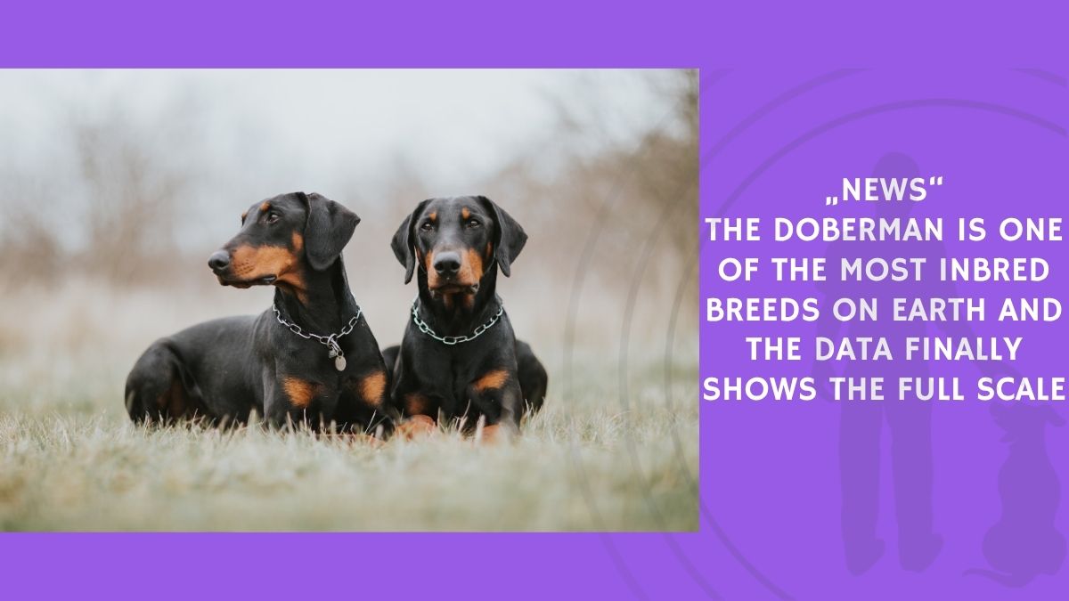 The Doberman Is One of the Most Inbred Breeds on Earth and the Data Finally Shows the Full Scale