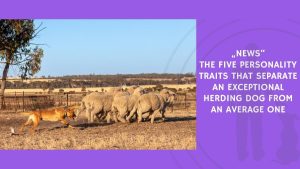 The Five Personality Traits That Separate an Exceptional Herding Dog From an Average One