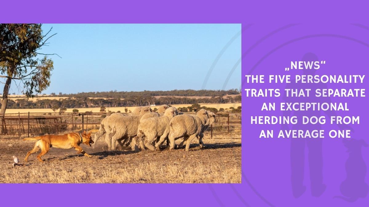 The Five Personality Traits That Separate an Exceptional Herding Dog From an Average One