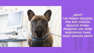 The French Bulldog Pug and English Bulldog Spinal Problems Are More Widespread Than Most Owners Know