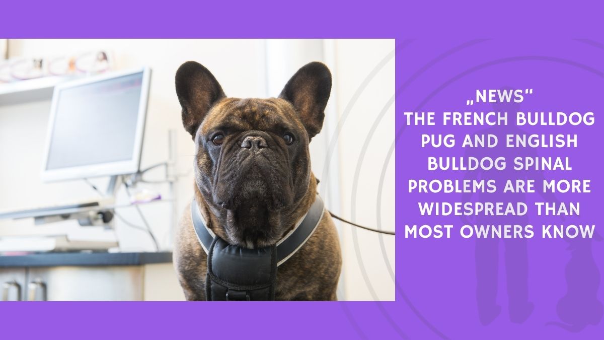 The French Bulldog Pug and English Bulldog Spinal Problems Are More Widespread Than Most Owners Know