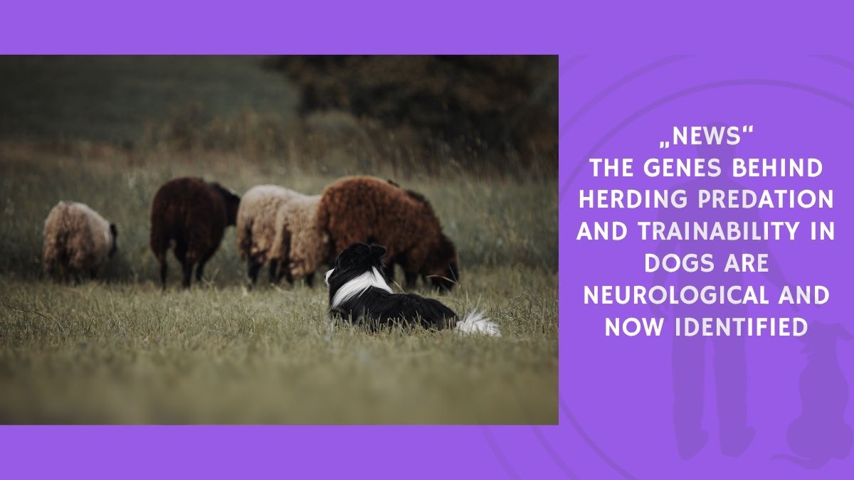 The Genes Behind Herding Predation and Trainability in Dogs Are Neurological and Now Identified