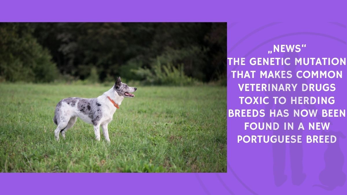 The Genetic Mutation That Makes Common Veterinary Drugs Toxic to Herding Breeds Has Now Been Found in a New Portuguese Breed