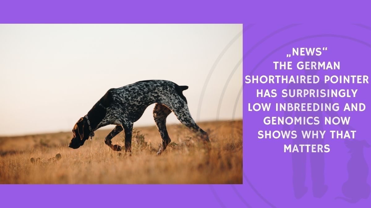 The German Shorthaired Pointer Has Surprisingly Low Inbreeding and Genomics Now Shows Why That Matters