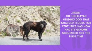 The Himalayan Herding Dog That Guarded Flocks for Centuries Has Now Had Its Genome Sequenced for the First Time