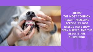 The Most Common Health Problems Across 25 Dog Breeds Have Now Been Mapped and the Results Are Surprising