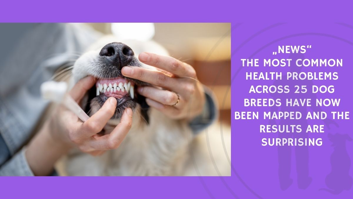The Most Common Health Problems Across 25 Dog Breeds Have Now Been Mapped and the Results Are Surprising