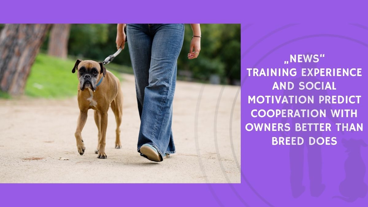 Training Experience and Social Motivation Predict Cooperation With Owners Better Than Breed Does