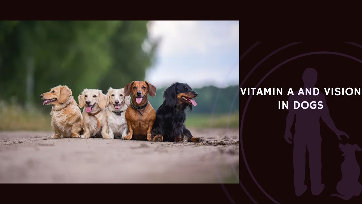 Vitamin A and Vision in Dogs
