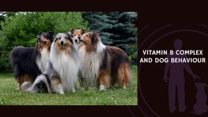 Vitamin B Complex and Dog Behaviour