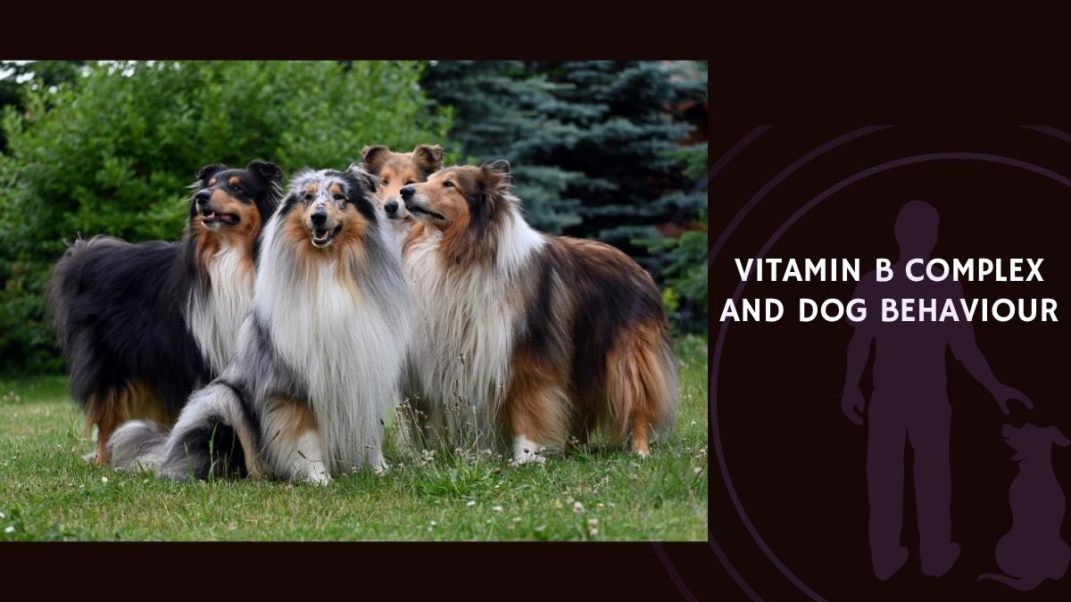 Vitamin B Complex and Dog Behaviour