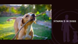 Vitamin D in Dogs