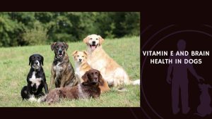 Vitamin E and Brain Health in Dogs