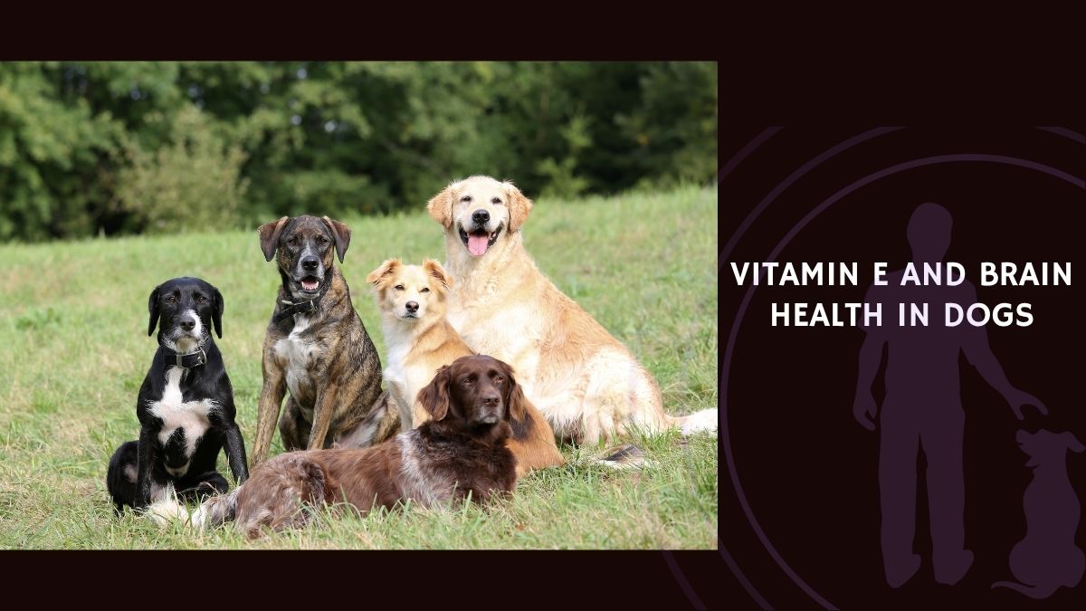 Vitamin E and Brain Health in Dogs