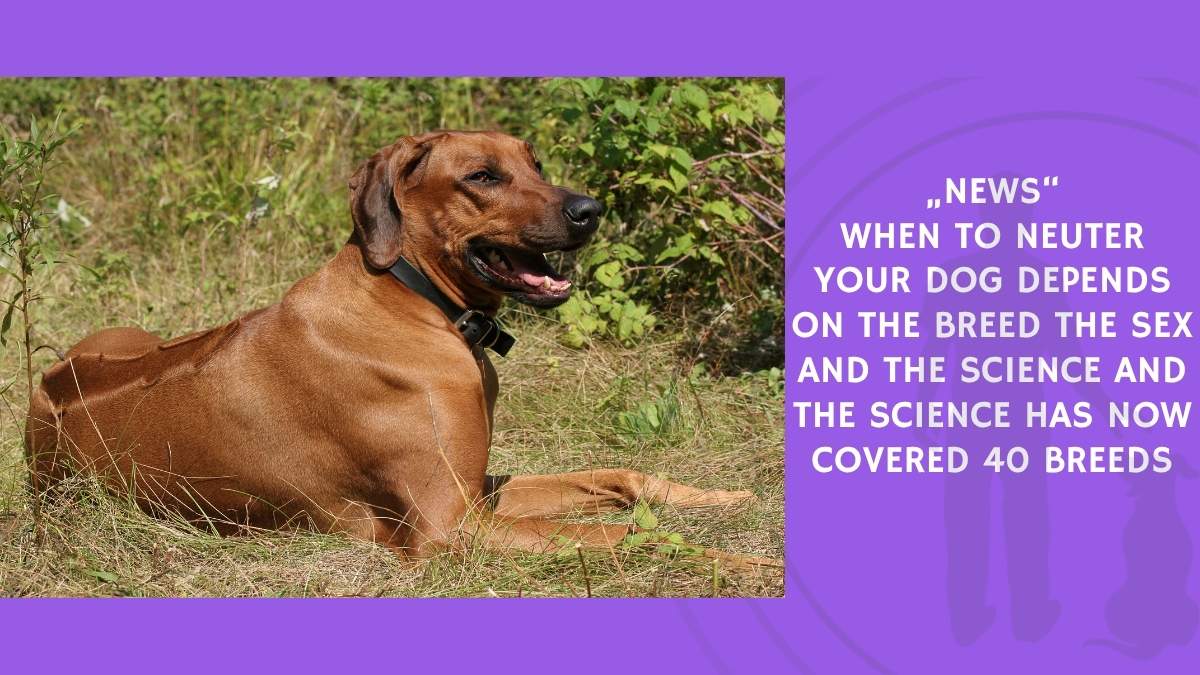 When to Neuter Your Dog Depends on the Breed the Sex and the Science and the Science Has Now Covered 40 Breeds