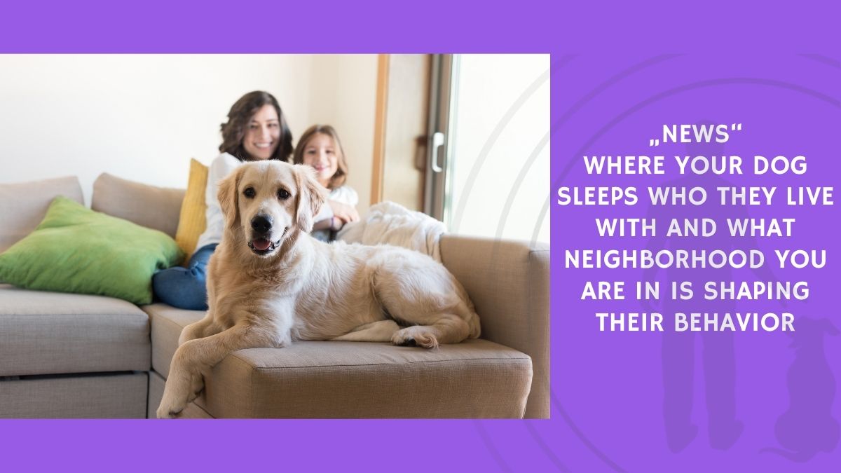 Where Your Dog Sleeps Who They Live With and What Neighborhood You Are In Is Shaping Their Behavior