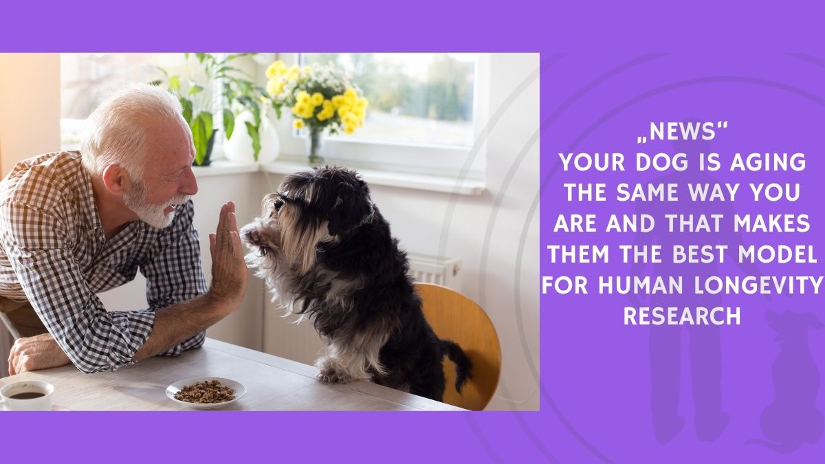 Your Dog Is Aging the Same Way You Are and That Makes Them the Best Model for Human Longevity Research