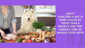 Your Dog's Gut Is More Similar to Yours Than a Mouse's and That Changes How We Should Study Both