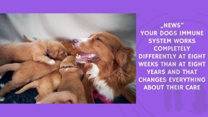Your Dogs Immune System Works Completely Differently at Eight Weeks Than at Eight Years and That Changes Everything About Their Care