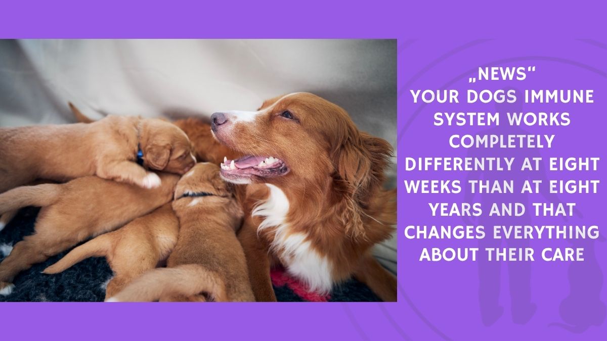 Your Dogs Immune System Works Completely Differently at Eight Weeks Than at Eight Years and That Changes Everything About Their Care